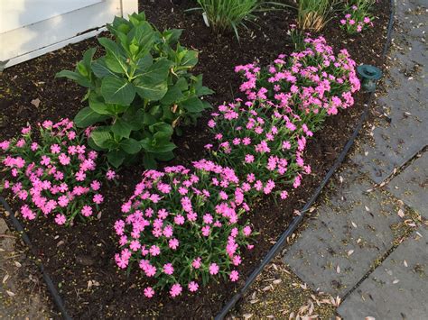 Some Native Ground Covers For Spring Master Gardeners Of Northern