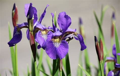 How To Grow Irises How To Plant And Transplant Growing Irises Iris