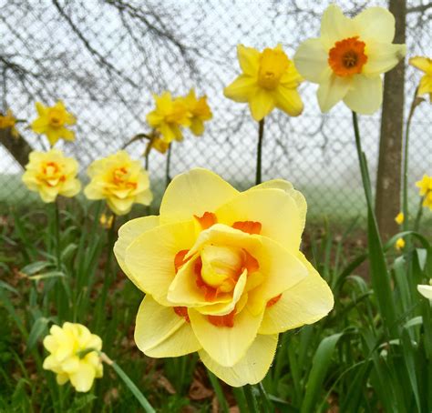 Beautiful Spring Daffodils In Full Bloom Beautiful Flowers Flowers
