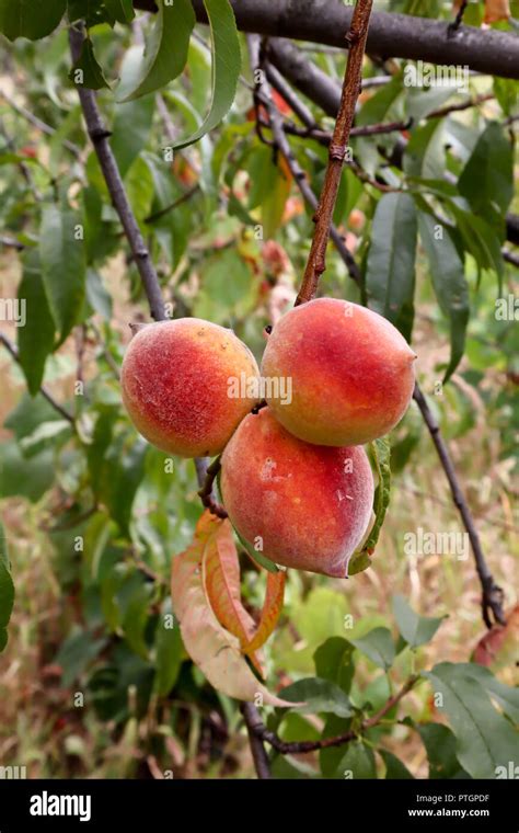 Fresh Peaches Peach Tree With Fruits Growing In Organic Garden With