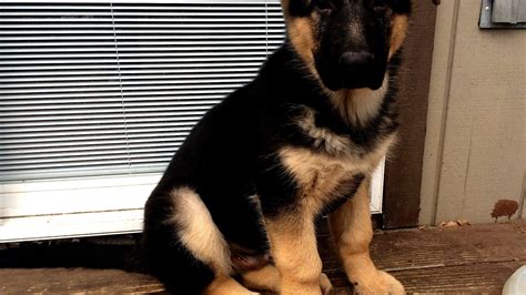 Extra Large German Shepherd Puppies For Sale German Choices