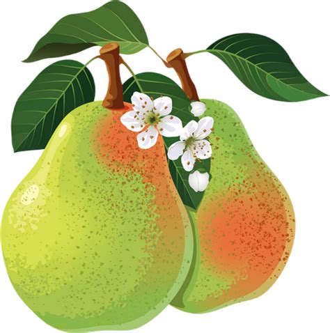 Dessin Poire Tube Fruit Pear Drawing Png Transparent