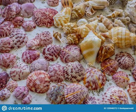 Sanibel Island Shells Stock Photo Image Of Shells Blue 125948272
