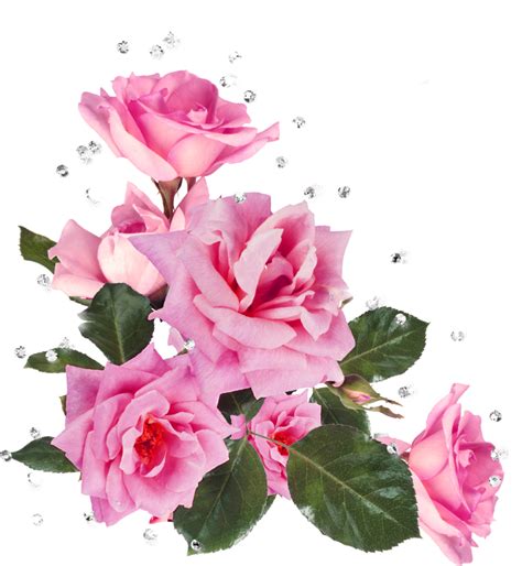 Pink Roses Corner Border Цветочные бордюры Розы Рамки