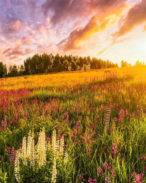 Sunset Or Sunrise On A Hill With Purple Wild Lupines And Wildflowers