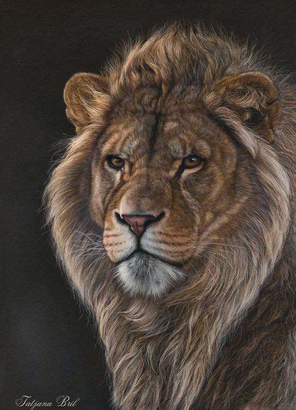 Young Male Lion Male Lion Pastel Drawing Drawings