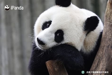 In The Wild Giant Pandas Are No Longer Endangered Daily Animal News