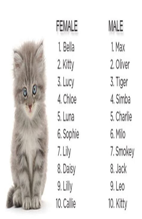 What Are The Most Popular Male Cat Names Catwalls