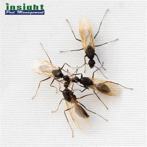 Do Ants Have Wings Insight Pest Management