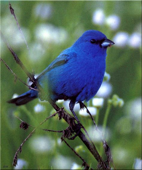 The reason we can observe bluebirds more closely than many other birds is because they prefer to nest in cavities situated in open, sunny locations. Birds of North America Indigo Bunting (Male); DISPLAY ...
