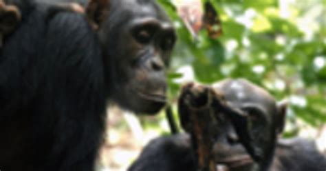 Meat For Sex In Wild Chimpanzees Max Planck Gesellschaft