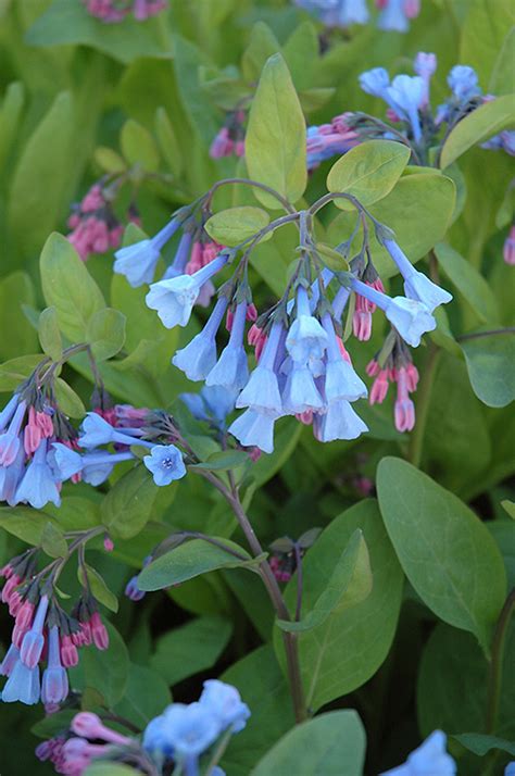 Virginia Bluebells Mertensia Virginica In Richmond Fairfax Loudoun