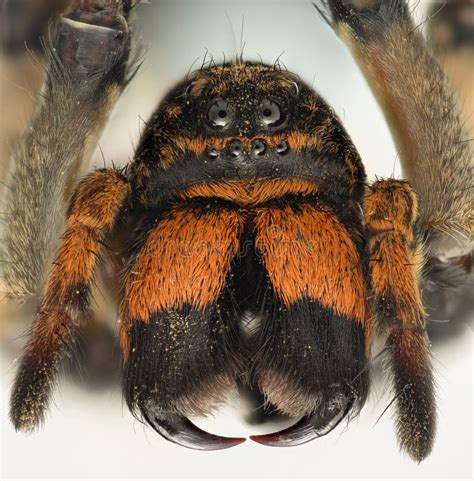 Extreme Magnification Wolf Spider Fangs Stock Photo Image 60932656