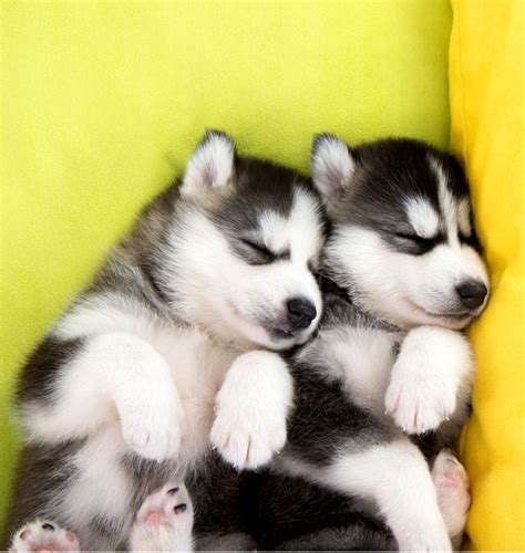 Really Cute Baby Husky Puppies Joss Wallpapers
