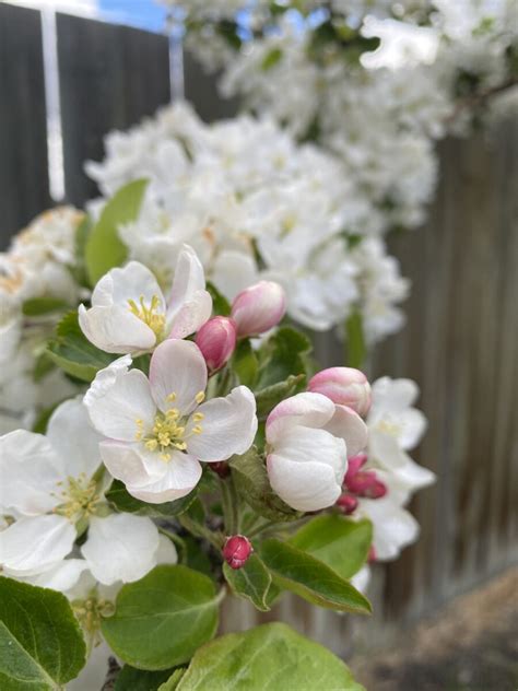 Spring Snow Crabapple Trees Trees And Shrubs › Anything Grows