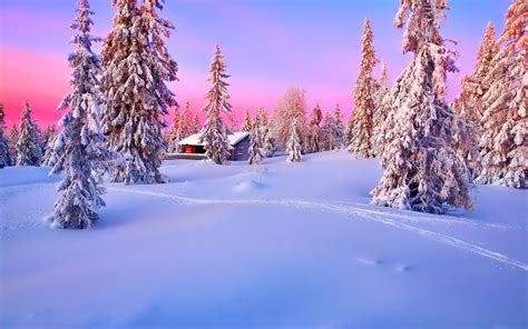 Download Forest Snow Tree Cabin Photography Winter Hd Wallpaper