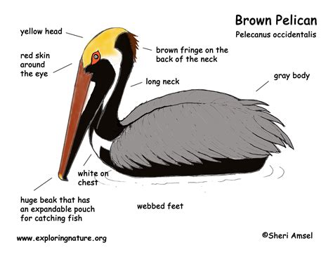 Download California Brown Pelicans Coloring For Free Designlooter