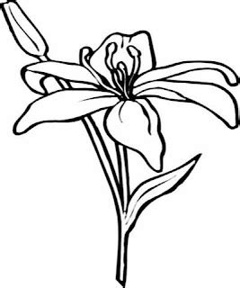 Amaryllis Coloring Pages And Printables