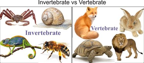 Difference Between Vertebrates And Invertebrates