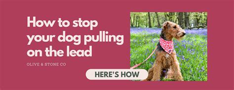 How To Stop Your Dog Pulling On The Lead Olive And Stone Co