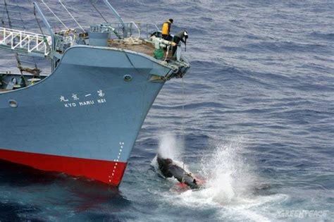 Japan Whaling Ships To Set Sail For Antarctic On December 1 Vesselfinder