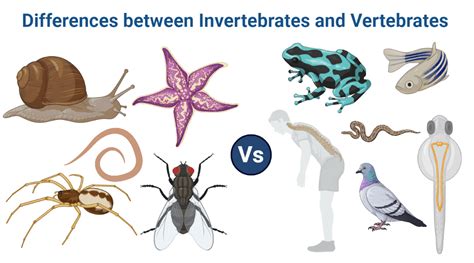 25 Differences Between Invertebrates And Vertebrates Phd Nest