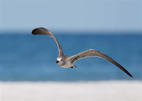 Seagull Fort Desoto Park St Petersburg Florida Usa David Conley Flickr