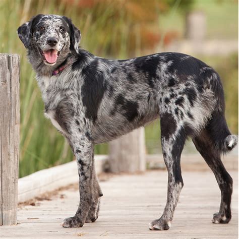 Popular Dog Breeds For Life Out Here Tractor Supply Co