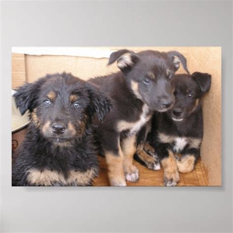 Free Puppies Poster Zazzle