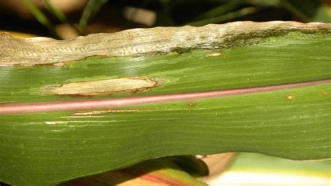 Differentiating Corn Leaf Diseases Cropwatch University Of Nebraska