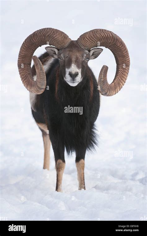 European Mouflon Ovis Orientalis Musimon Ram Standing In Snow