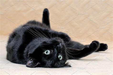 Black Cat Lying On His Back High Quality Animal Stock Photos
