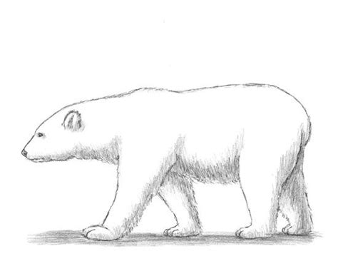 How To Draw A Polar Bear Polar Bear Drawing Polar Bear Art Polar