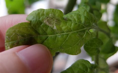 Black Spots On The Leaves Of My Tomato Plant 232778 Ask Extension