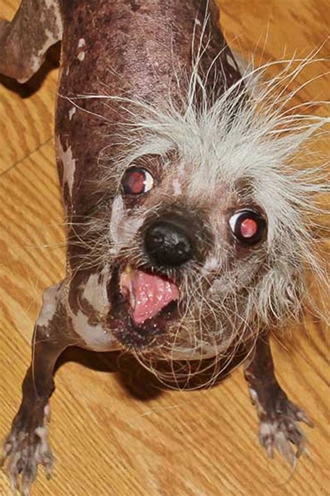 Meet The Worlds Ugliest Dog Photos Image 12 Abc News