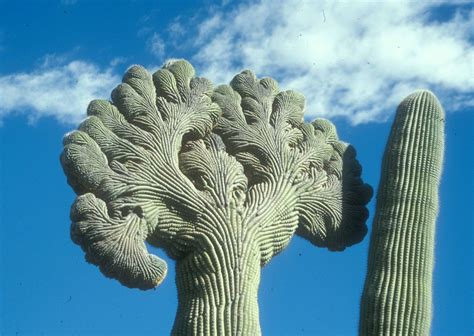 Photos Inside The Bizarre World Of The Crested Saguaro Cactus Live