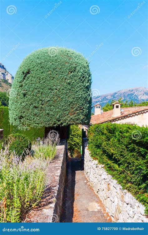 Topiary Tree In The Mountain Village Gourdon France Stock Photo