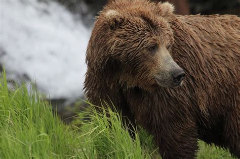 Brown Bear Bear Species Alaska Wildlife Animals Beautiful