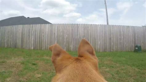 Dogs Perspective Gopro Youtube