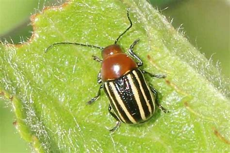 Beetle Bassareus Lituratus Bugguidenet