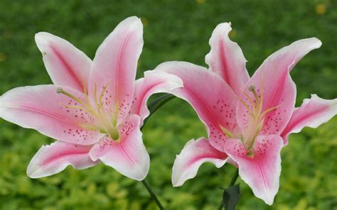 Pink Flowers Lily Hd Wallpaper 2560x1440