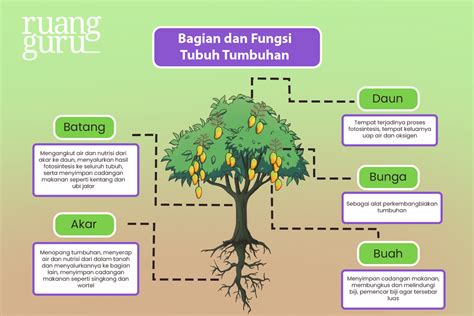 Bagian Tubuh Tumbuhan Dan Fungsinya Kelas 4 Sd Homecare24