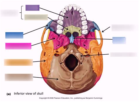 Facial Bones Viscerocranium Inferior View Diagram Quizlet