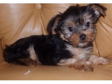 Cute Tiny Yorkshire Terrier Puppies For Adoption Animals