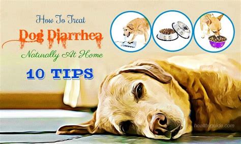10 Tips How To Treat Dog Diarrhea And Vomiting With Blood Fast And Naturally