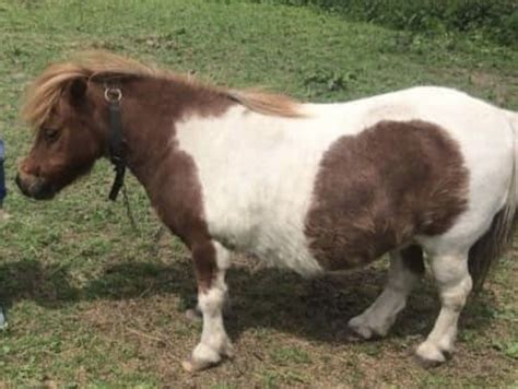 Family appeal as Shetland Pony disappears from grazing land | Express ...