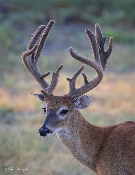 Whitetail Deer Flickr