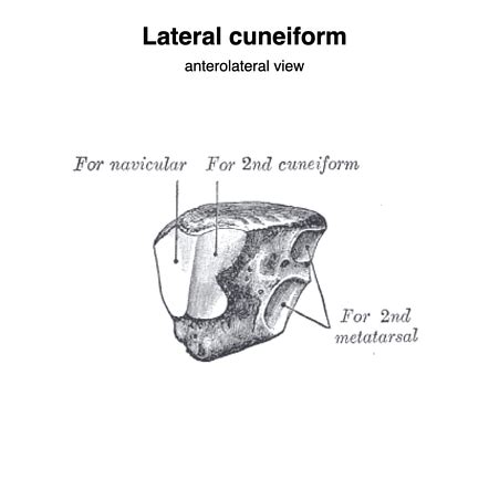 Lateral Cuneiform Radiology Reference Article Radiopaedia Org