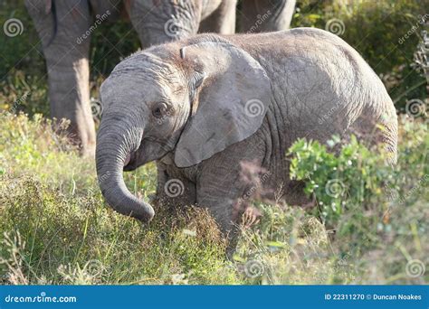 African Elephant Baby Stock Photo Image Of Ears Adorable 22311270