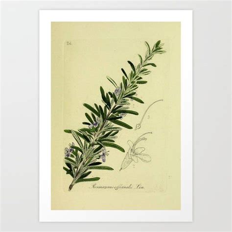 Buy Botanical Rosemary Art Print By Bluespecsstudio Worldwide Shipping